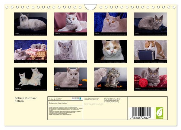 Produktbild: Britisch Kurzhaar Katzen (Wandkalender 2026 DIN A4 quer), CALVENDO Monatskalender