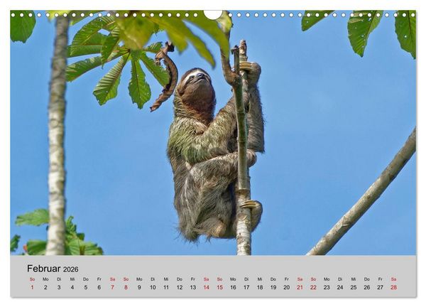 Produktbild: COSTA RICA - Tierische Momente (Wandkalender 2026 DIN A3 quer), CALVENDO Monatskalender