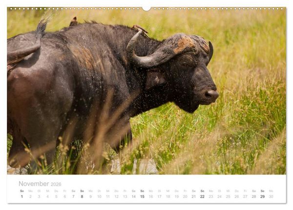 Produktbild: Tierische Gl&uuml;cksmomente mit Weisheiten (hochwertiger Premium Wandkalender 2026 DIN A2 quer), Kunstdruck in Hochglanz