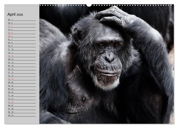 Produktbild: Schimpansen (hochwertiger Premium Wandkalender 2026 DIN A2 quer), Kunstdruck in Hochglanz