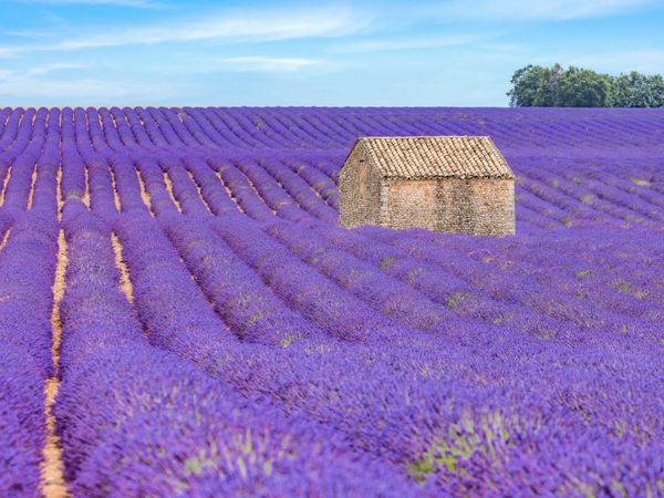 Produktbild: CALVENDO Puzzle Ein Motiv aus dem Kalender Provence, Lavendelzeit in S&uuml;dfrankreich | 1000 Teile Lege-Gr&ouml;&szlig;e 64x48cm Foto-Puzzle f&uuml;r gl&uuml;ckliche Stunden