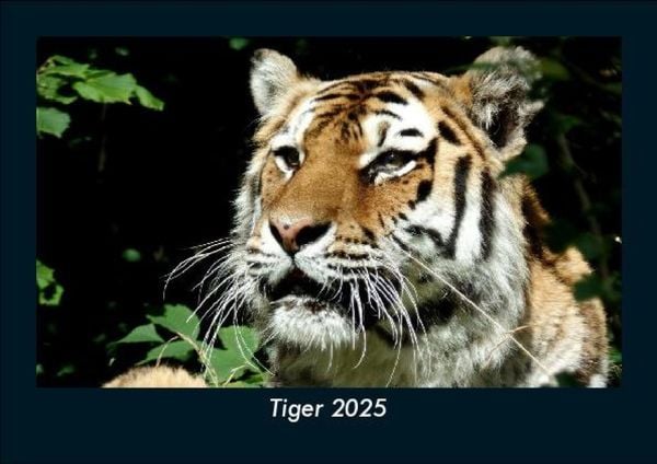 Produktbild: Tiger 2025 Fotokalender DIN A5