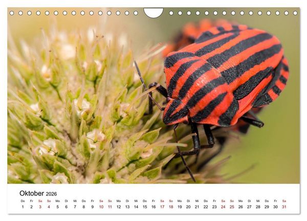 Produktbild: Oberbayerischer Insekten Kalender (Wandkalender 2026 DIN A4 quer), CALVENDO Monatskalender