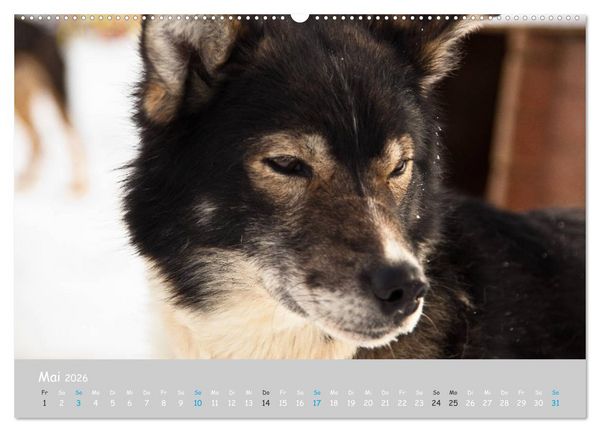 Produktbild: Alaskan Huskies (hochwertiger Premium Wandkalender 2026 DIN A2 quer), Kunstdruck in Hochglanz