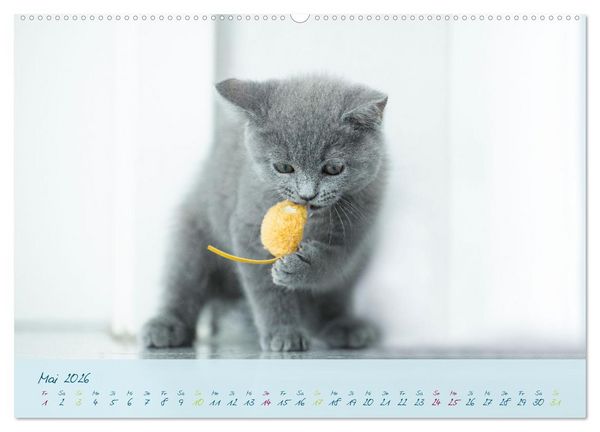 Produktbild: Ein kleiner Kater entdeckt die Welt! (Wandkalender 2026 DIN A2 quer), CALVENDO Monatskalender