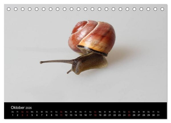Produktbild: Lautlose Begleiter - Schnecken (Tischkalender 2026 DIN A5 quer), CALVENDO Monatskalender