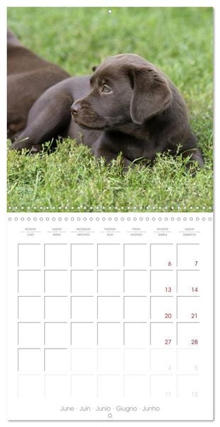 Produktbild: Labrador Retriever Puppies (Wall Calendar 2026 12 &times; 12 Inch) CALVENDO 12 Month Wall Calendar