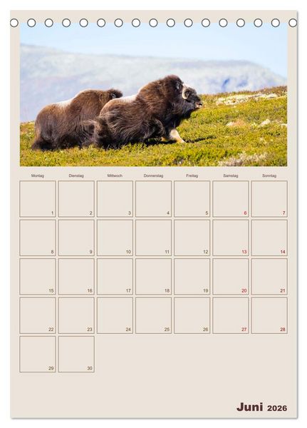 Produktbild: Moschusochsen - Norwegens gem&uuml;tliche Riesen (Tischkalender 2026 DIN A5 hoch), CALVENDO Monatskalender