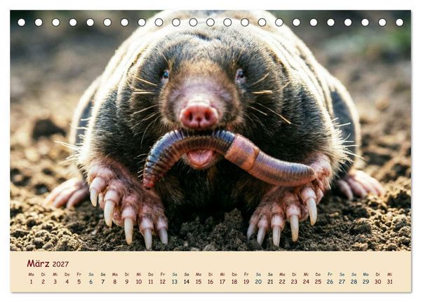 Produktbild: Im Reich der Tunnelbauer - Maulw&uuml;rfe und Nacktmulle, Leben im Verborgenen (Tischkalender 2027 DIN A5 quer), CALVENDO Monatskalender