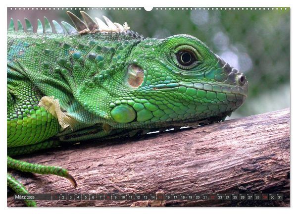 Produktbild: Wilde Fauna - Reptilien (hochwertiger Premium Wandkalender 2026 DIN A2 quer), Kunstdruck in Hochglanz