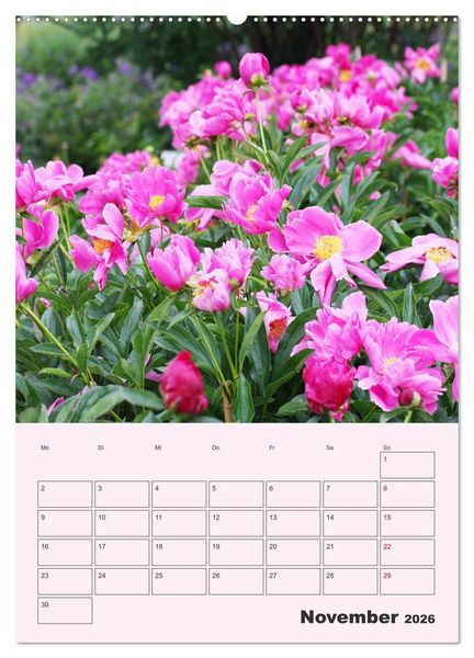 Produktbild: Pfingstrosen Rosen ohne Dornen (Wandkalender 2026 DIN A2 hoch), CALVENDO Monatskalender