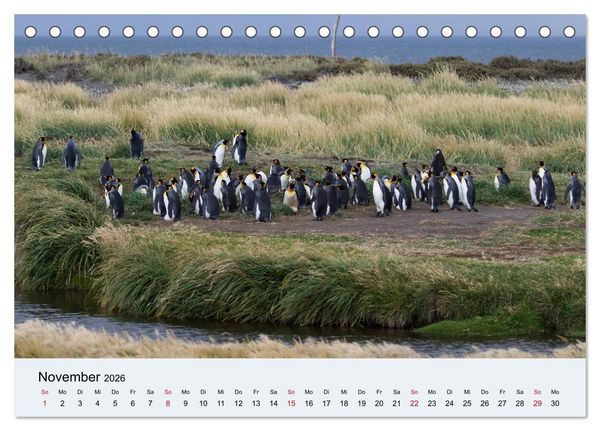 Produktbild: Feuerland - Am Puls der Wildnis (Tischkalender 2026 DIN A5 quer), CALVENDO Monatskalender