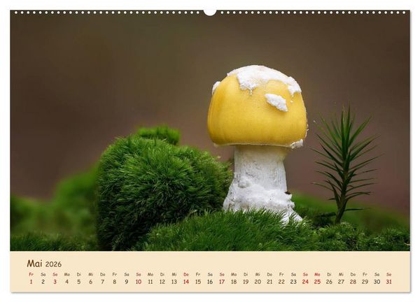 Produktbild: Pilzgalerie - Eindrucksvolle Aufnahmen von unseren heimischen Pilzen (Wandkalender 2026 DIN A2 quer), CALVENDO Monatskalender