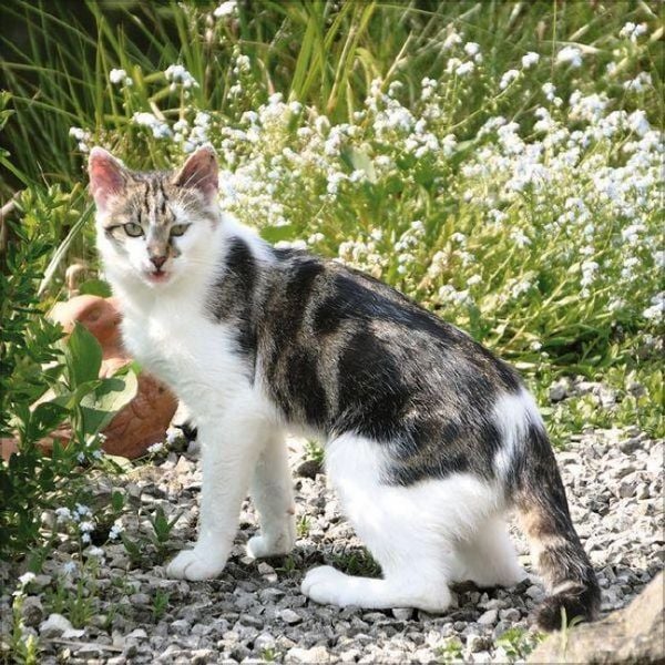 Produktbild: Cats 2027