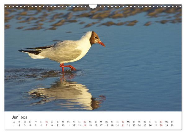 Produktbild: Eiderstedt Impressionen (Wandkalender 2026 DIN A3 quer), CALVENDO Monatskalender