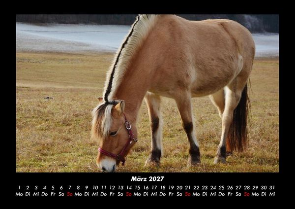 Produktbild: Pferdegefl&uuml;ster 2027 Fotokalender DIN A3