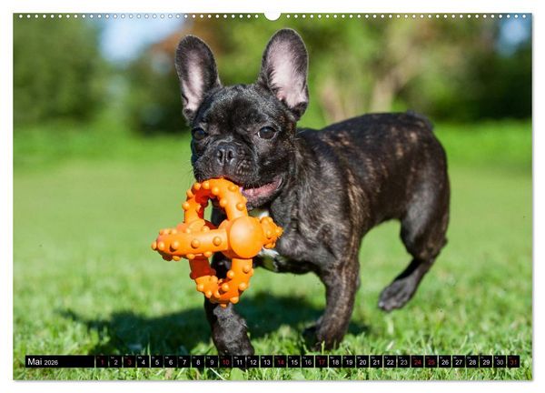 Produktbild: Franz&ouml;sische Bulldogge - Clown auf 4 Pfoten (Wandkalender 2026 DIN A2 quer), CALVENDO Monatskalender