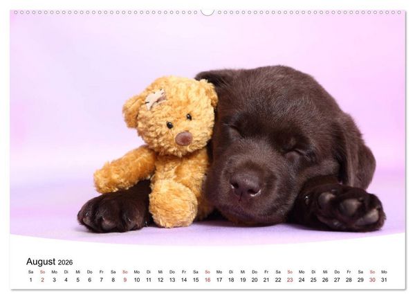 Produktbild: Labrador Welpen - Labrador Puppies (hochwertiger Premium Wandkalender 2026 DIN A2 quer), Kunstdruck in Hochglanz