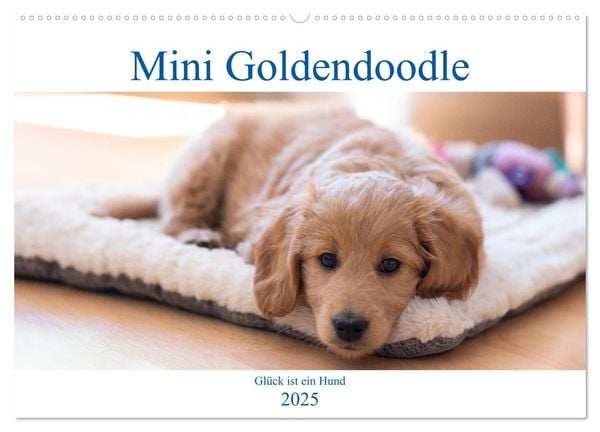 Mini Goldendoodle - Glück ist ein Hund (Wandkalender 2025 DIN A2 quer), CALVENDO Monatskalender