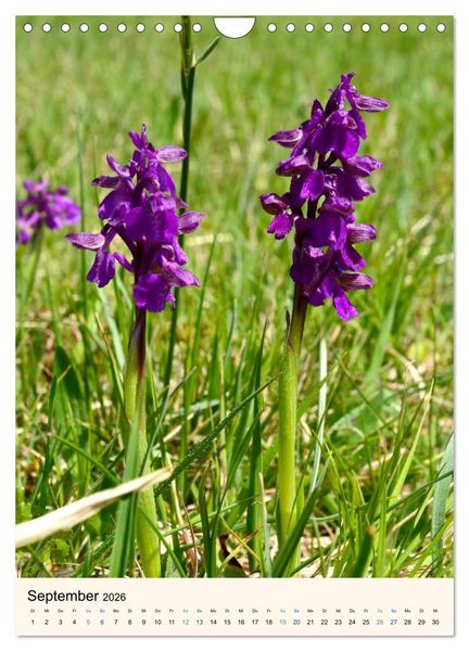Produktbild: Einheimische Orchideen (Wandkalender 2026 DIN A4 hoch), CALVENDO Monatskalender