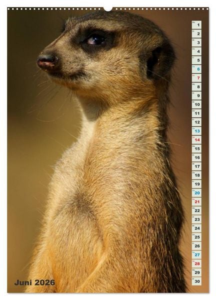 Produktbild: Erdm&auml;nnchen-Meerkats-Surikate (hochwertiger Premium Wandkalender 2026 DIN A2 hoch), Kunstdruck in Hochglanz