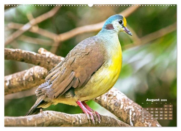 Produktbild: Tauben: vielfarbiges Gefieder und pr&auml;chtige Federkrone (hochwertiger Premium Wandkalender 2026 DIN A2 quer), Kunstdruck in Hochglanz