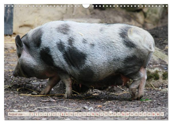 Produktbild: Tierische Schweinerei (Wandkalender 2026 DIN A3 quer), CALVENDO Monatskalender