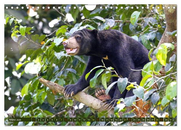 Produktbild: Borneo - Tierparadies Regenwald (Wandkalender 2026 DIN A4 quer), CALVENDO Monatskalender