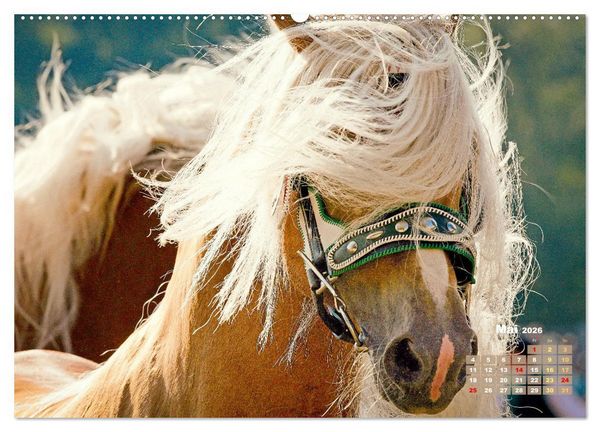 Produktbild: Haflinger: Die blonden Pferde von der Alm (Wandkalender 2026 DIN A2 quer), CALVENDO Monatskalender