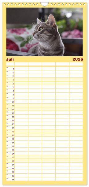 Produktbild: Familienplaner 2026 - Tierschutzkatzen vom TSV-Neuss - Gro&szlig;es Gl&uuml;ck auf sanften Pfoten mit 5 Spalten (Wandkalender, 21 x 45 cm) CALVENDO