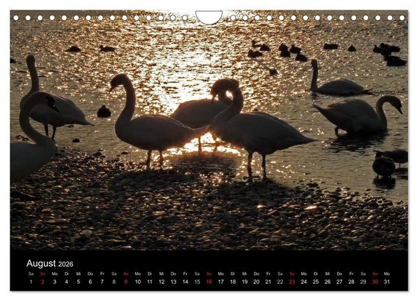 Produktbild: Die Isar - Von Scharnitz bis M&uuml;nchen (Wandkalender 2026 DIN A4 quer), CALVENDO Monatskalender