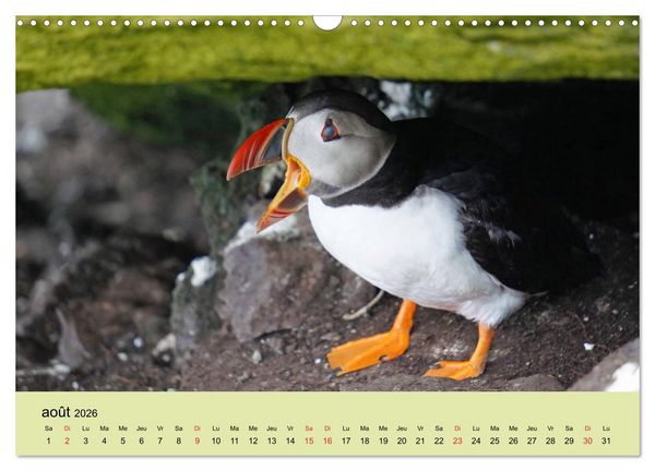 Produktbild: Macareux-moines Des petits oiseaux originaux! (Calendrier mural 2026 DIN A3 vertical), CALVENDO calendrier mensuel
