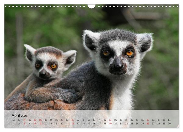 Produktbild: Faszination Affen. Kobolde zum Verlieben (Wandkalender 2026 DIN A3 quer), CALVENDO Monatskalender
