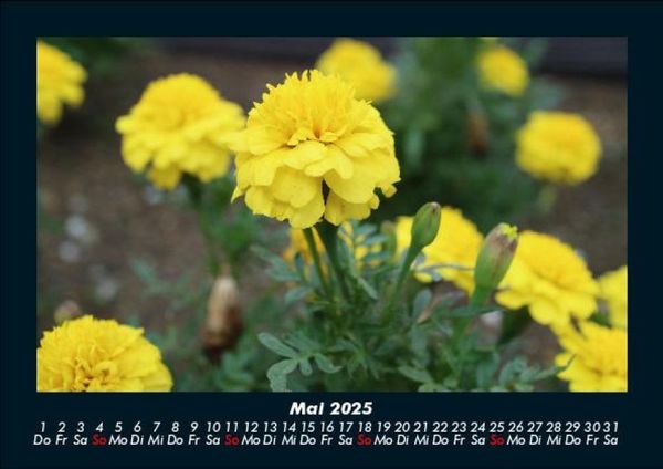 Produktbild: Blumenkalender 2025 Fotokalender DIN A5