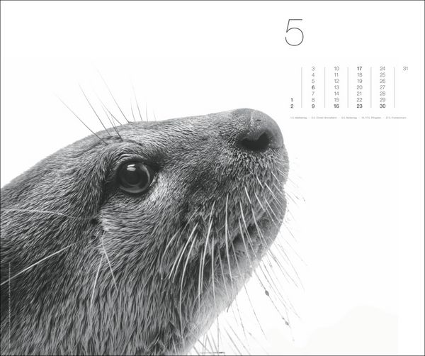 Produktbild: Black & White Animals 2027