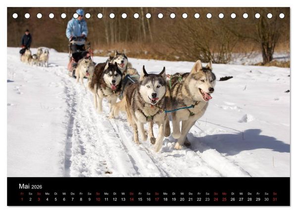 Produktbild: Huskys (Tischkalender 2026 DIN A5 quer), CALVENDO Monatskalender