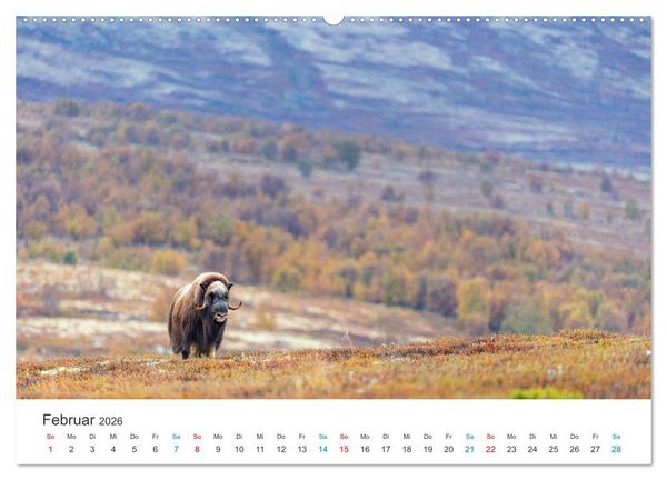 Produktbild: Die letzten Moschusochsen Europas (hochwertiger Premium Wandkalender 2026 DIN A2 quer), Kunstdruck in Hochglanz