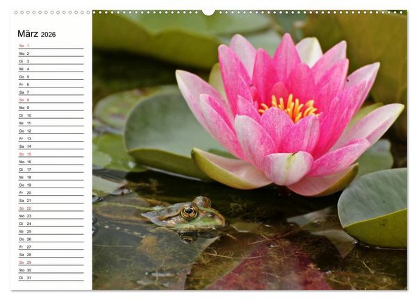 Produktbild: Amphibien und Reptilien (hochwertiger Premium Wandkalender 2026 DIN A2 quer), Kunstdruck in Hochglanz