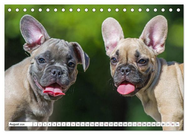 Produktbild: Kleiner Kobold Franz&ouml;sische Bulldogge (Tischkalender 2026 DIN A5 quer), CALVENDO Monatskalender