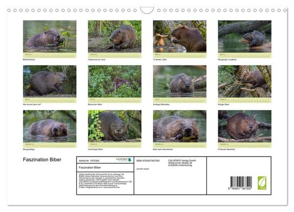 Produktbild: Faszination Biber (Wandkalender 2026 DIN A3 quer), CALVENDO Monatskalender