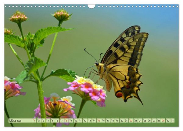Produktbild: Farbenpracht der Insekten (Wandkalender 2026 DIN A3 quer), CALVENDO Monatskalender