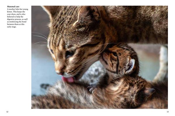 Produktbild: Kittens
