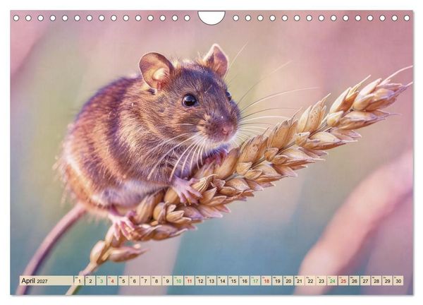 Produktbild: Niedliche Feldm&auml;use in Pastellfarben (Wandkalender 2027 DIN A4 quer), CALVENDO Monatskalender
