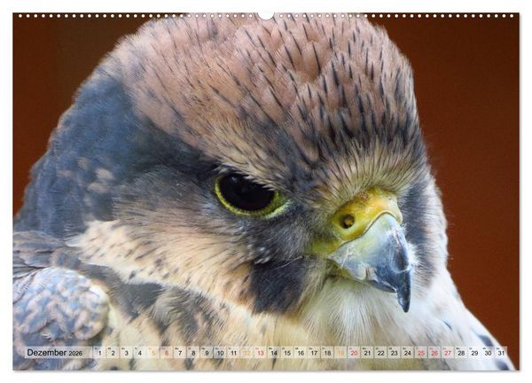 Produktbild: Majest&auml;tische Greifv&ouml;gel (hochwertiger Premium Wandkalender 2026 DIN A2 quer), Kunstdruck in Hochglanz