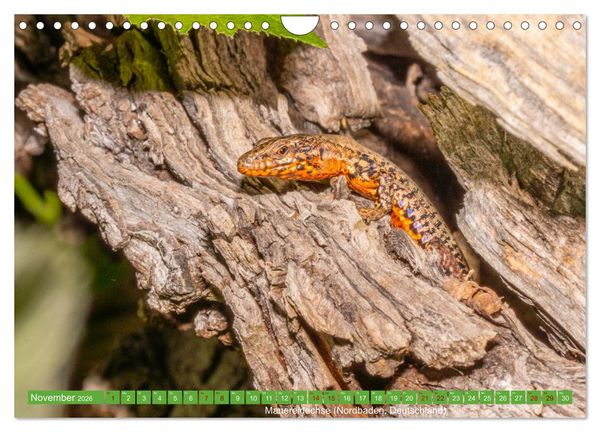 Produktbild: Reptilien wild und sch&ouml;n (Wandkalender 2026 DIN A4 quer), CALVENDO Monatskalender