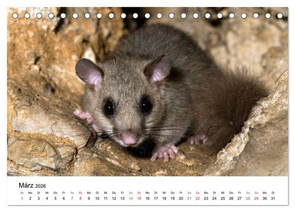 Produktbild: Heimische Tierwelt (Tischkalender 2026 DIN A5 quer), CALVENDO Monatskalender