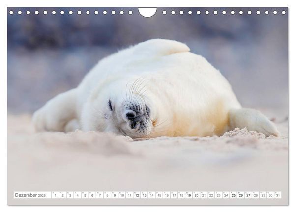 Produktbild: Helgoland - Das Leben auf der D&uuml;ne Helgolands (Wandkalender 2026 DIN A4 quer), CALVENDO Monatskalender