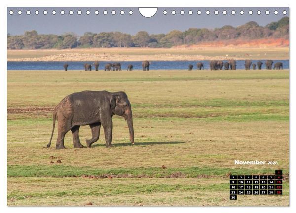 Produktbild: Bedrohte Riesen - Elefanten in Sri Lanka (Wandkalender 2026 DIN A4 quer), CALVENDO Monatskalender
