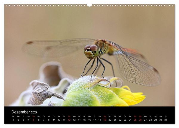 Produktbild: Makro-Kalender 2027 (Wandkalender 2027 DIN A2 quer), CALVENDO Monatskalender