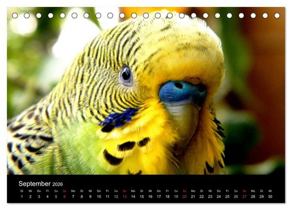 Produktbild: Wellensittiche - Naturkalender (Tischkalender 2026 DIN A5 quer), CALVENDO Monatskalender